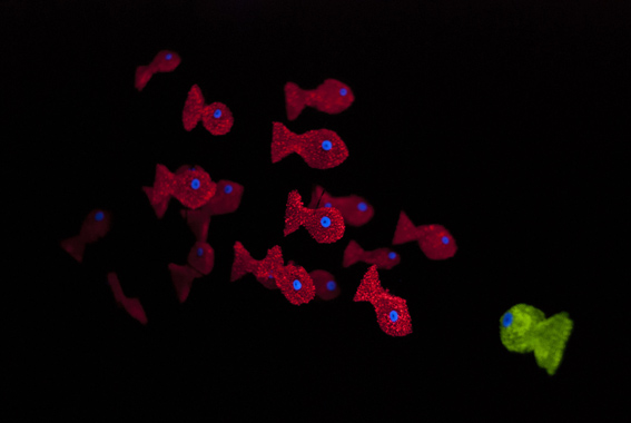 Melicotó Titelles-Plastiiik