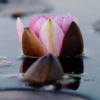 Centre Estètica Isabel Gener