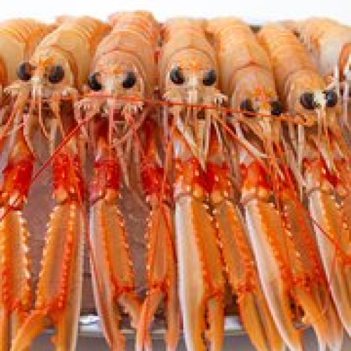 Escamarlà de palamòs