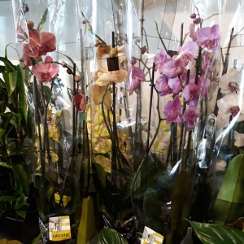 Orquídies